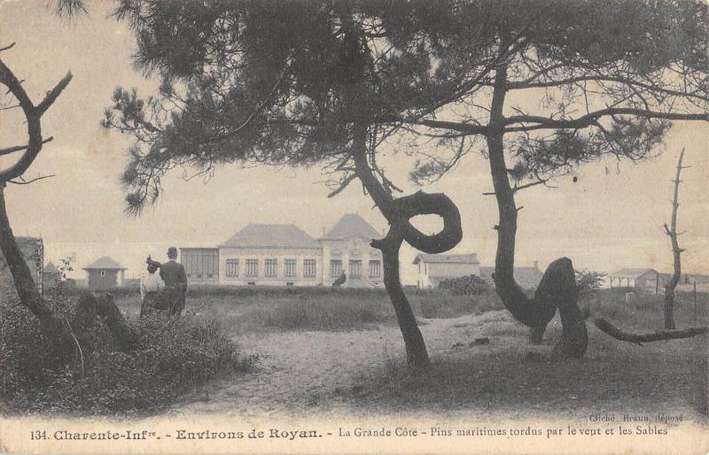 Carte postale ancienne Environs De Royan - La Grande Cote - Pins Maritimes Tordus à Royan