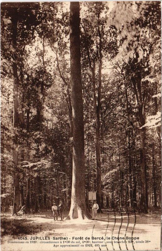 Carte postale ancienne Jupilles Foret de Berce - Chene Boppe France à Jupilles