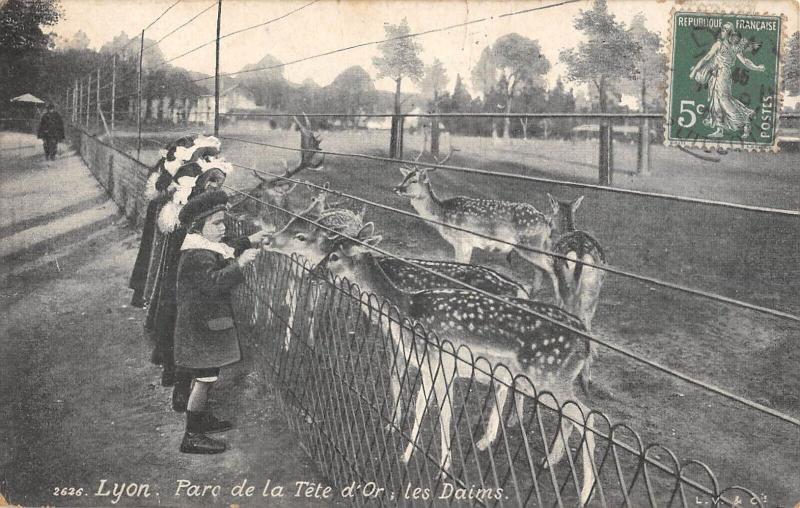Carte postale ancienne Lyon - Parc De La Tete D'Or - Les Daims à Lyon