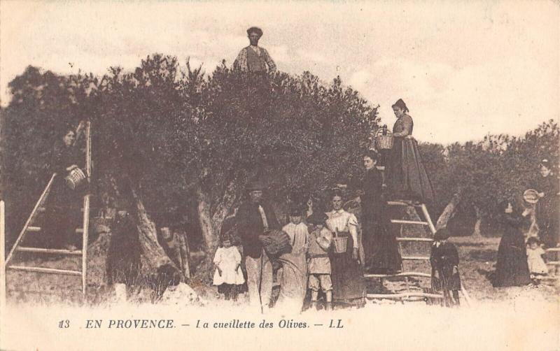 Carte postale ancienne En Provence - La Cueillette Des Olives