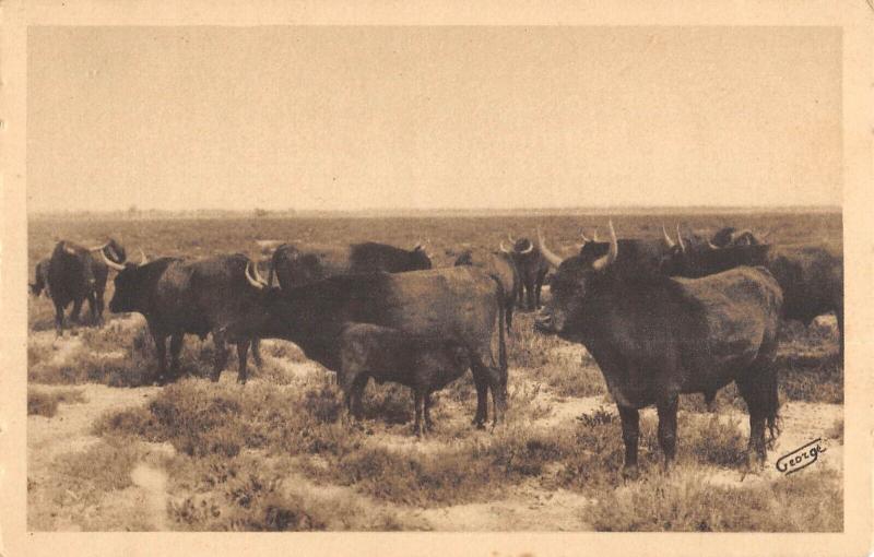 Carte postale ancienne En Provence - Taureaux - Camargues Aux Paturages
