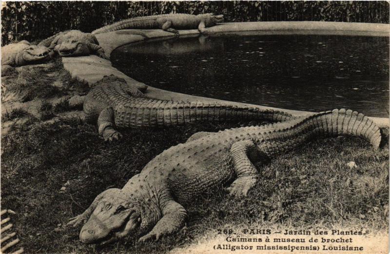 Carte postale ancienne Paris 5e-Jardin des Plantes-Caimans á museau de brochet Louisiane à Paris 5e