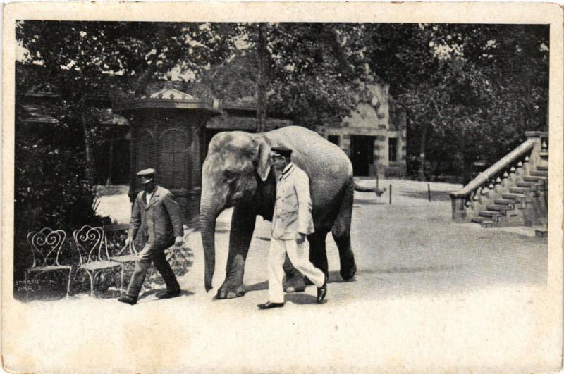 Carte postale ancienne Jardin Zoologique d'Acclimatation de Paris - Eléphant de l'Inde à Paris 16e