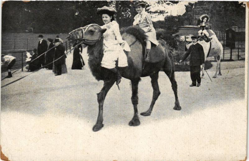 Carte postale ancienne Jardin d'Acclimatation - Chameau et Dromadaire à Paris
