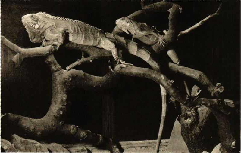 Carte postale ancienne Paris 5e-Vivarium-Iguane Brésil à Paris 5e