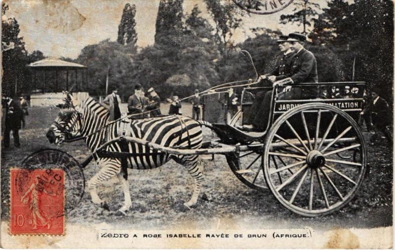Carte postale ancienne Jardin d'Acclimatation - Zèbre a robe Isabelle rayée de brun à Paris
