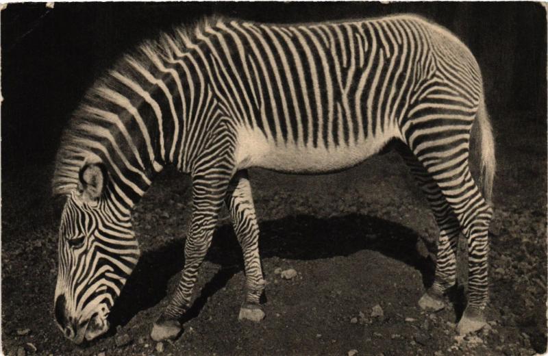Carte postale ancienne Paris 5e-Parc Zoologique-Un Zébre de Grévy à Paris 5e
