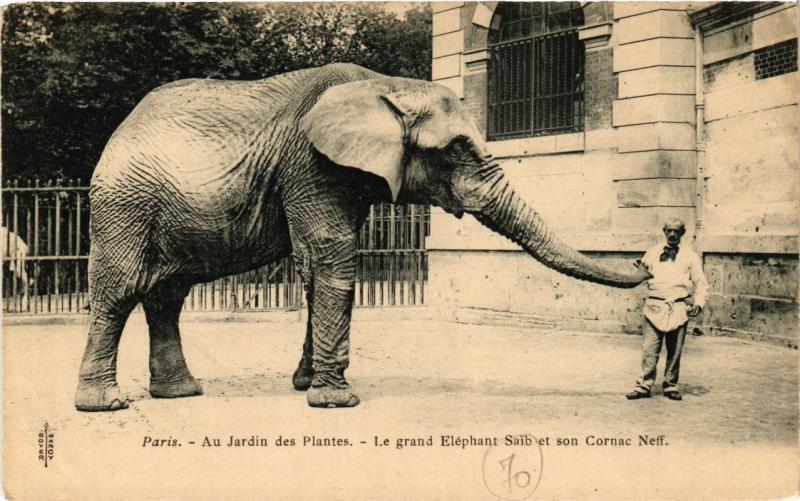 Carte postale ancienne Paris (5e) - Jardin des Plantes Le Grand Elephant Saib et Neff à Paris 5e