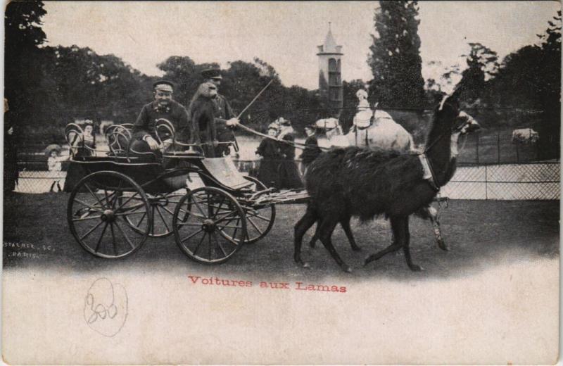 Carte postale ancienne La Voiture aux Lamas - Jardin Zoologique d'Acclimatation de Paris à Neuilly-sur-Seine
