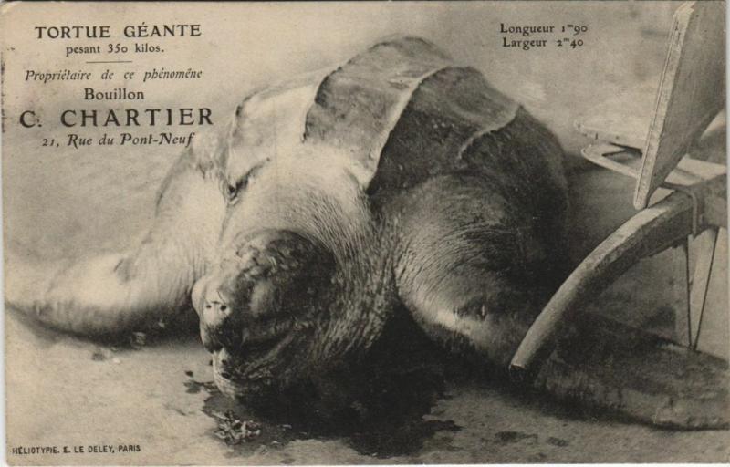 Carte postale ancienne C. Chartier Paris 21, Rue du Pont-Neuf Tortue Géant