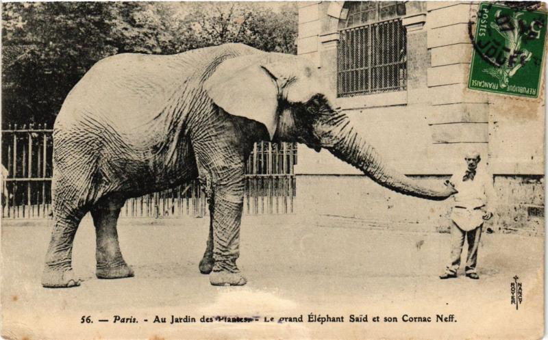 Carte postale ancienne Paris (5e) - Jardin des Plantes Le Grand Elephant Saib et Neff à Paris 5e