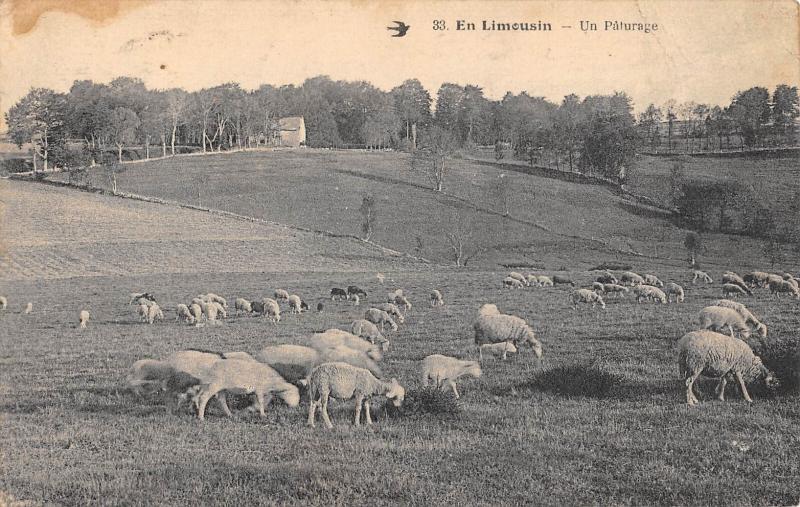 Carte postale ancienne En Limousin - Un Paturage