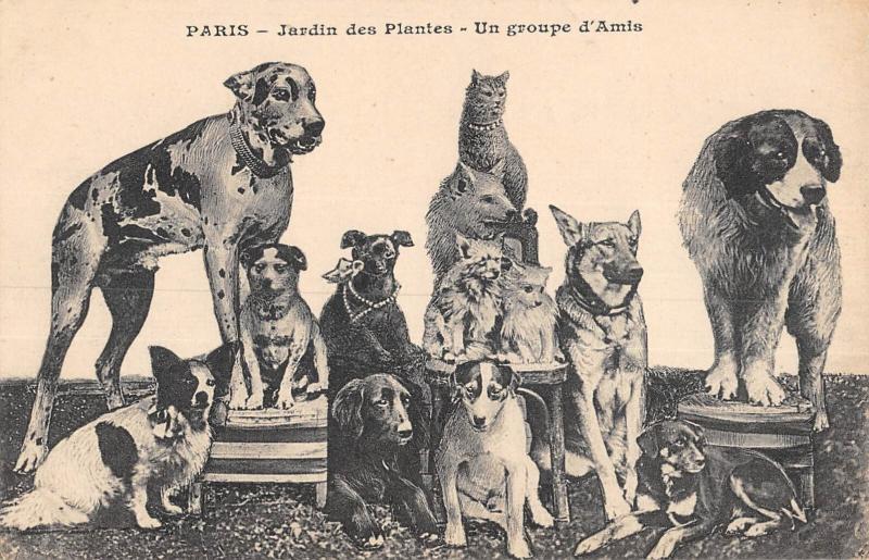 Carte postale ancienne Paris - Jardin Des Plantes - Un Groupe D'Amis - Chiens à Paris