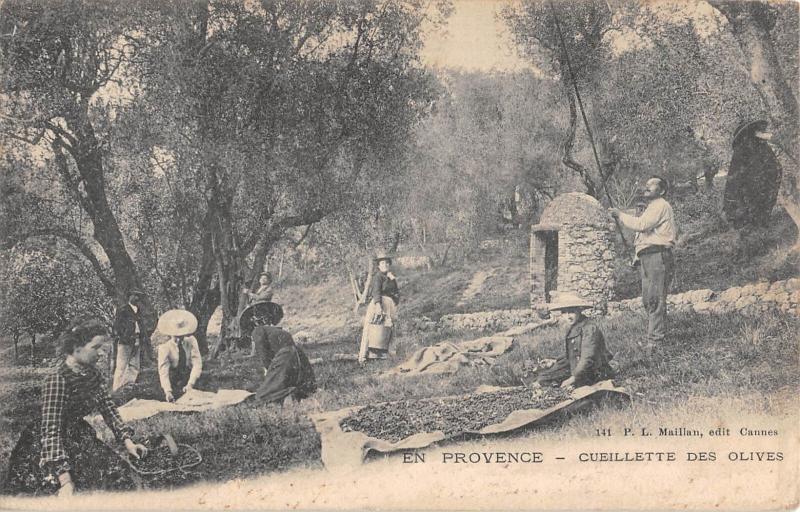 Carte postale ancienne En Provence - Cueillette Des Olives à Vence