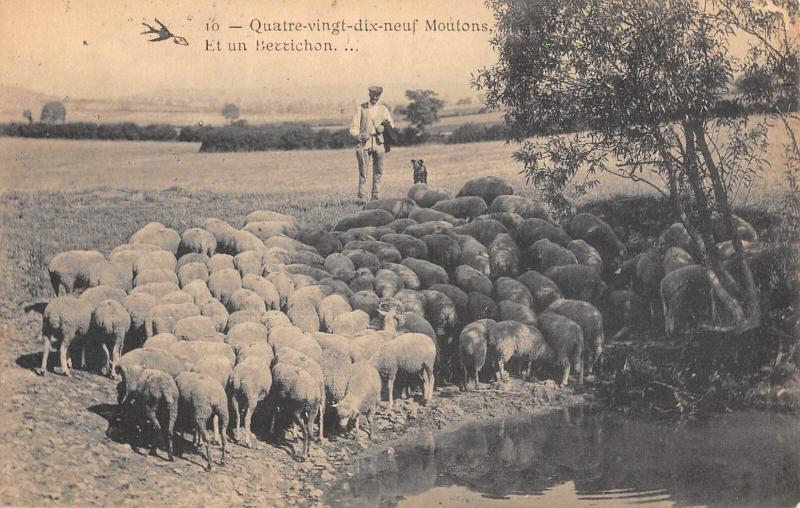 Carte postale ancienne Quatre Vingt Dix Neuf Moutons Et Un Berrichon