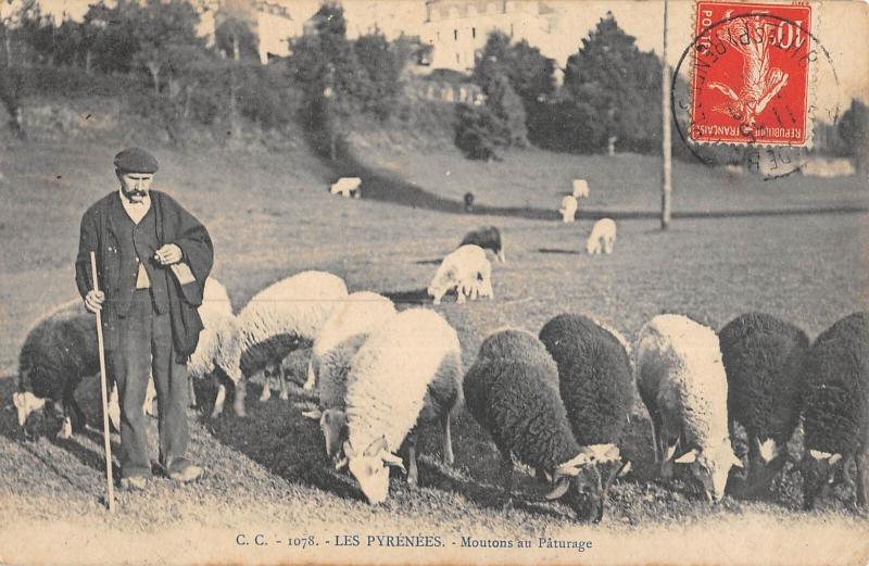 Carte postale ancienne Les Pyrenees - Moutons Au Paturage