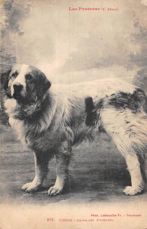 Carte postale ancienne Viscos - Chien Des Pyrenees à Viscos