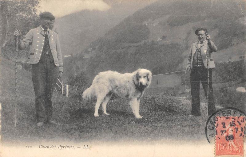 Carte postale ancienne Chien Des Pyrenees