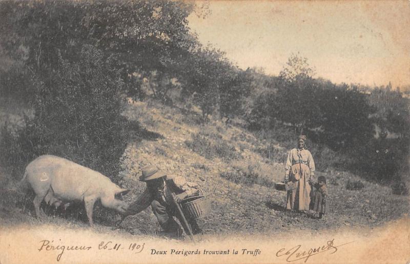 Carte postale ancienne Perigord /DEUX Perigords Devant La Truffe - Cochon