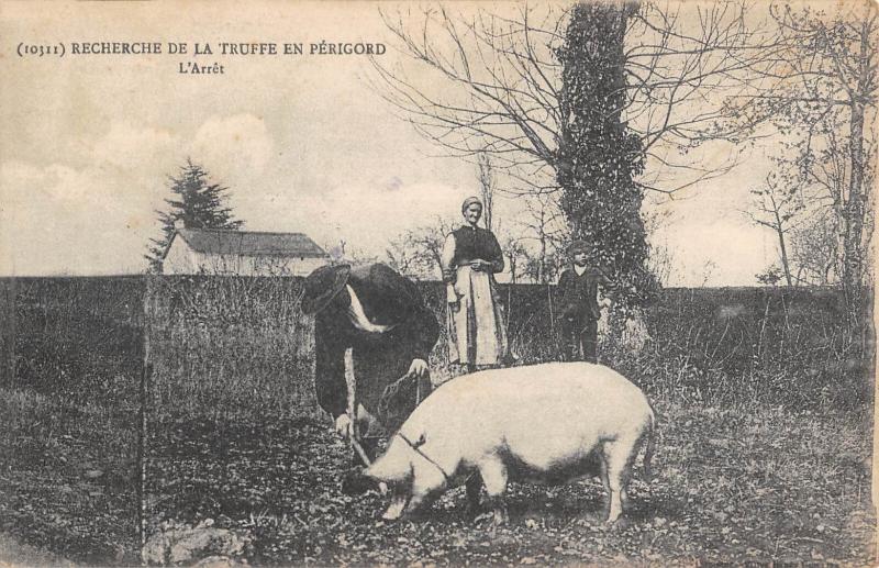 Carte postale ancienne Recherche De La Truffe En Perigord - L'Arret
