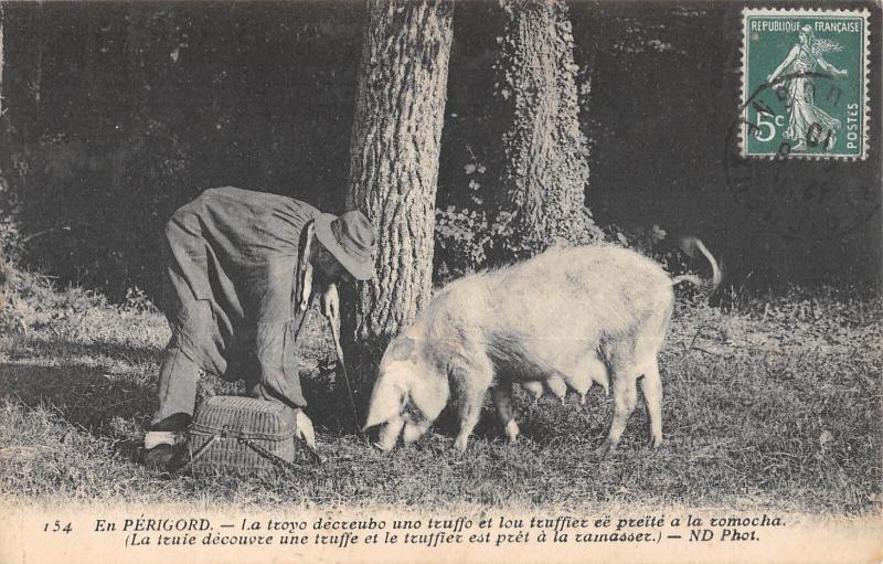 Carte postale ancienne En Perigord - La Truie Decouvre Une Truffe