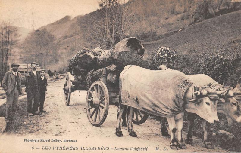 Carte postale ancienne Les Pyrenees Illustrees - Devant L'Objectif - Attelage De Boeufs