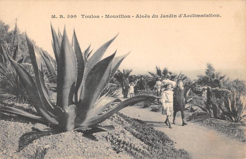 Carte postale ancienne Toulon - Mourillon - Aloes Du Jardin D'Acclimatation à Toulon