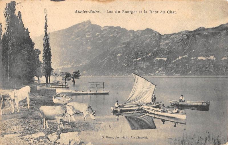 Carte postale ancienne Aix Les Bains - Lac Du Bourget Et Dent Du Chat - Vaches à Aix-les-Bains