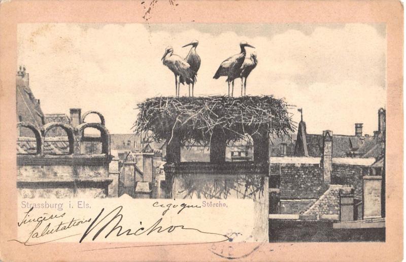 Carte postale ancienne Strassburg I Els. - Storche - Cpa Precurseur