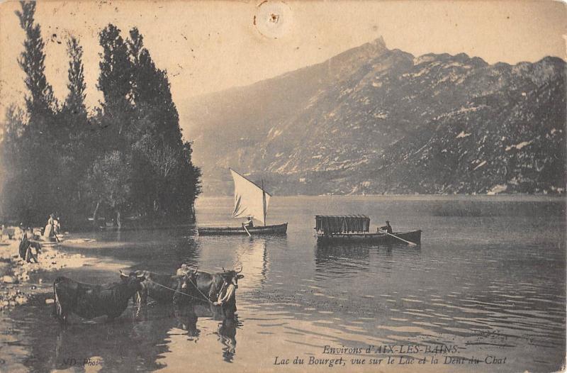 Carte postale ancienne Environs D'Aix Les Bains - Lac Du Bourget - Vaches Dans L'Eau à Aix-les-Bains