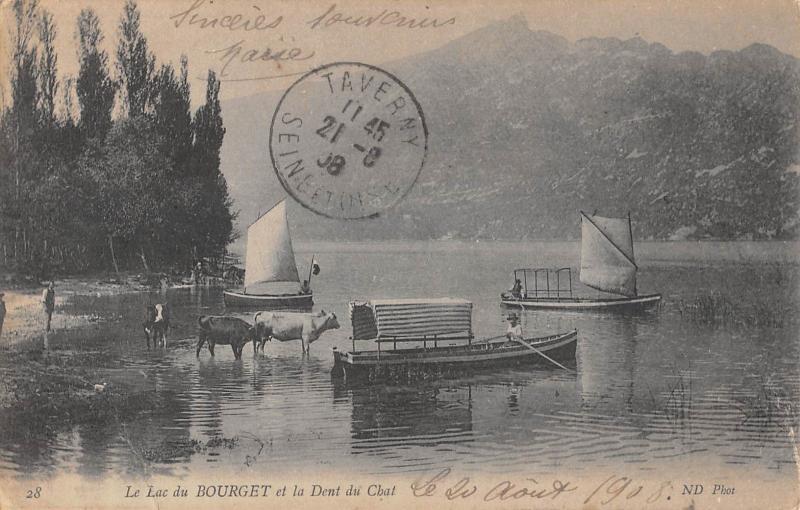 Carte postale ancienne Le Lac Du Bourget Et Dent Du Chat - Vaches A L'Eau