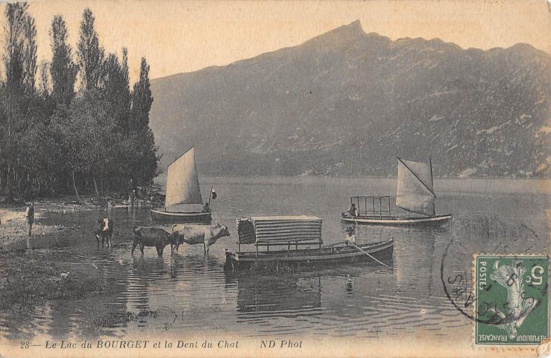 Carte postale ancienne Le Lac Du Bourget Et Dent Du Chat - Vaches A L'Eau