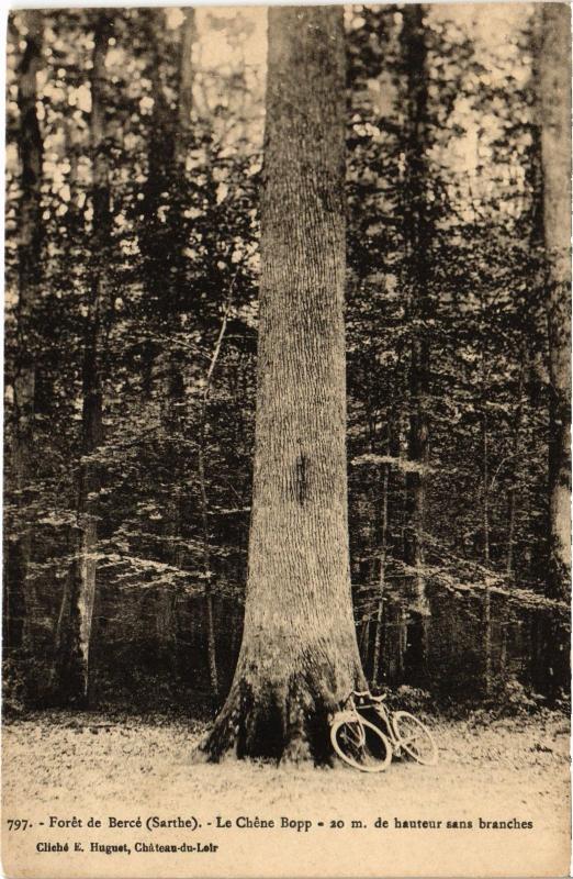 Carte postale ancienne Foret de Berce Chene Boppe