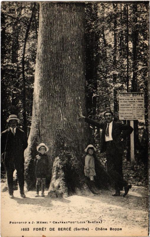 Carte postale ancienne Foret de Berce Chene Boppe