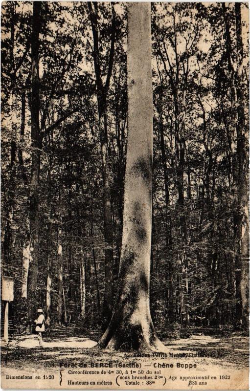 Carte postale ancienne Foret de Berce Chene Boppe