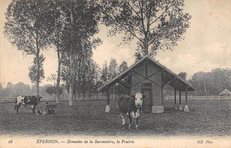 Carte postale ancienne Epernon - Domaine De La Savonniere - La Prairie - Vaches à Épernon
