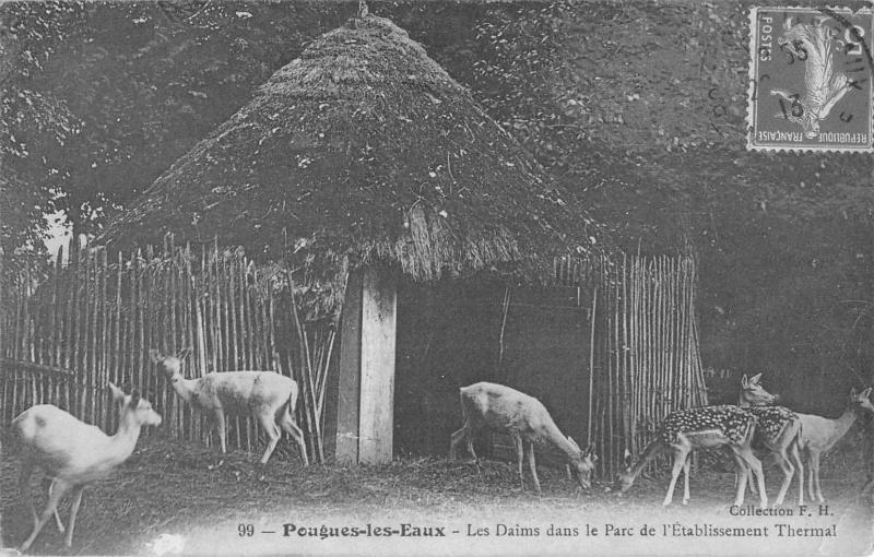 Carte postale ancienne Pougues Les Eaux - Les Daims Dans Le Parc De L'Etablissement Thermal à Pougues-les-Eaux
