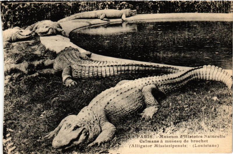 Carte postale ancienne Paris 5e-Museum d'Histoire Naturelle-Caimans á museau de brochet à Paris 5e