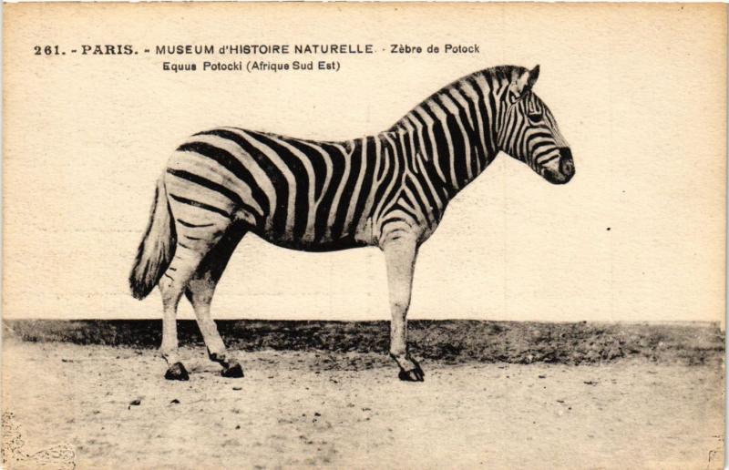 Carte postale ancienne Paris 5e-Museum d'Histoire Naturelle-Zébre de Potock à Paris 5e