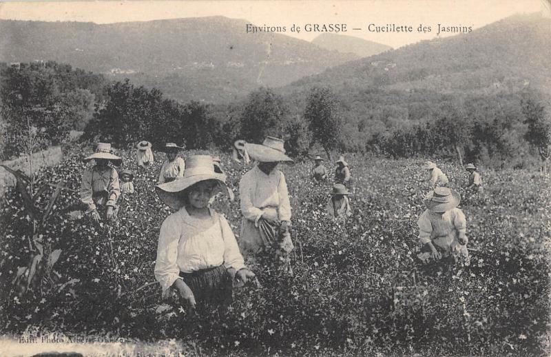 Carte postale ancienne Environs De Grasse - Cueillette Des Jasmins à Grasse