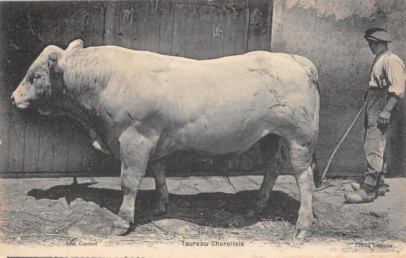Carte postale ancienne Taureau Charollais - cliché rare