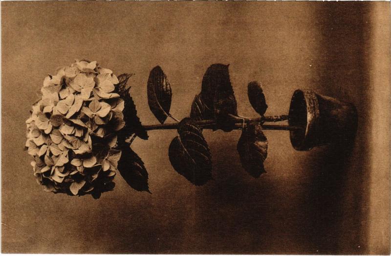 Carte postale ancienne Versailles Hortensia Merveille et Rosabelle France à Versailles