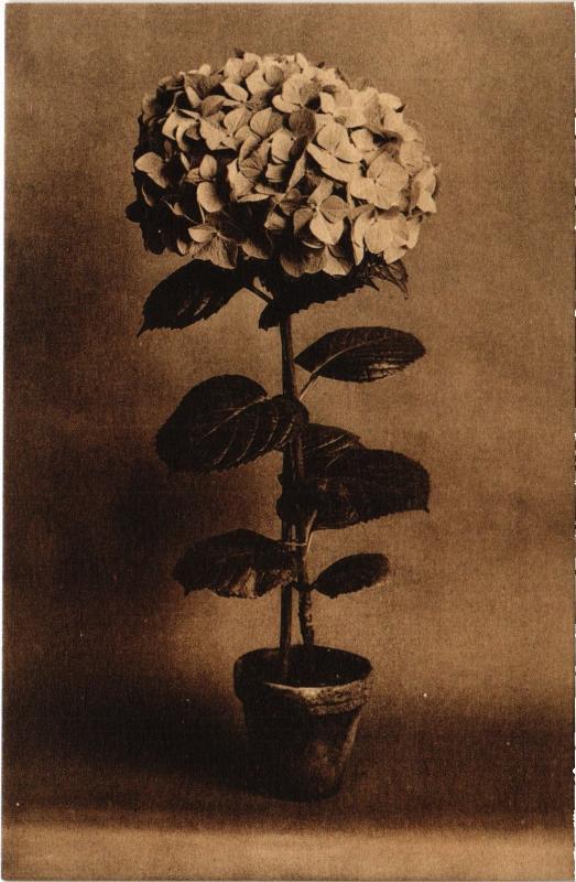 Carte postale ancienne Versailles Hortensia Merveille et Rosabelle France à Versailles