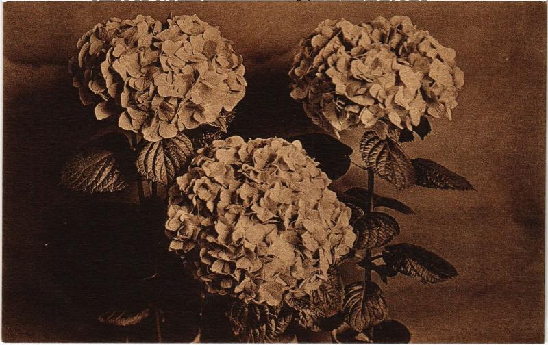 Carte postale ancienne Versailles Hortensia Merveille et Rosabelle France à Versailles