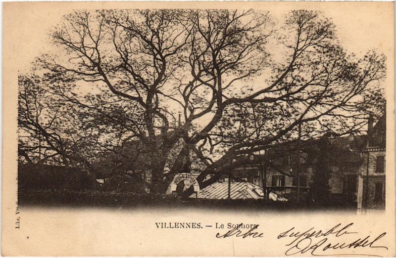 Carte postale ancienne Villennes s Seine Le Sophora France