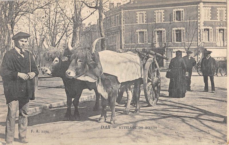 Carte postale ancienne Dax - Attelages De Boeufs à Dax