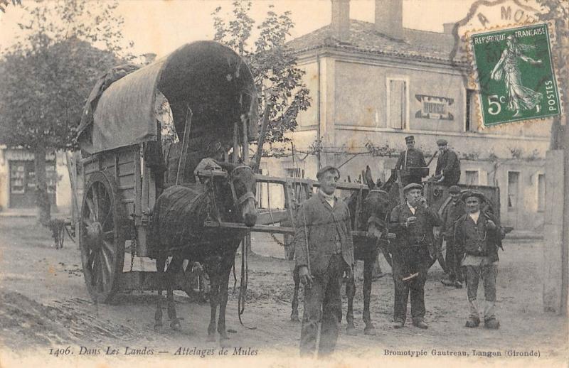 Carte postale ancienne Dax - Attelage De Mules à Dax