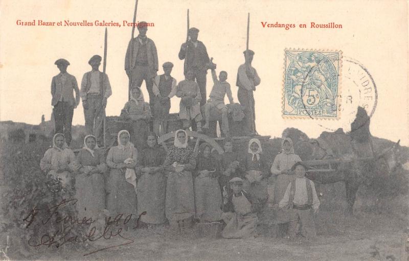 Carte postale ancienne Vendanges En Roussillon
