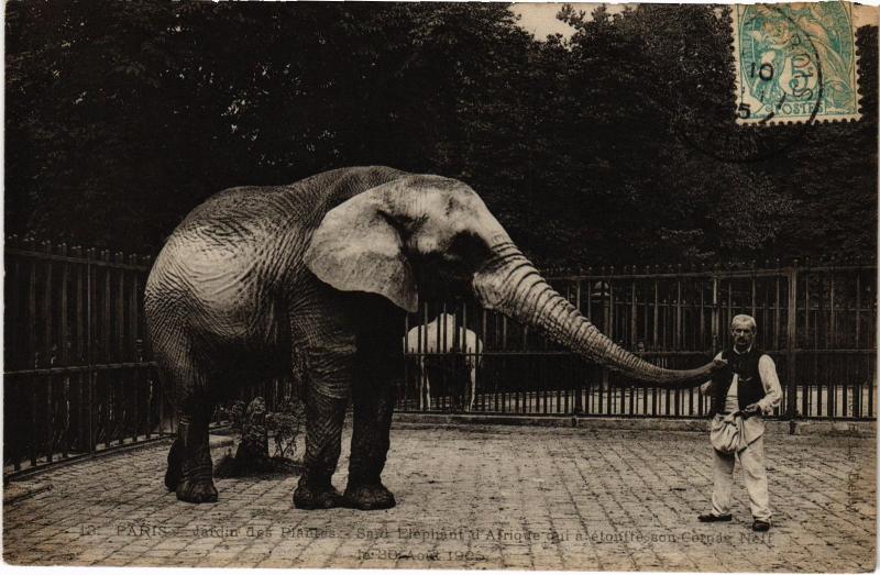 Carte postale ancienne Paris 5e Jardin des Plantes Elephant à Paris 5e