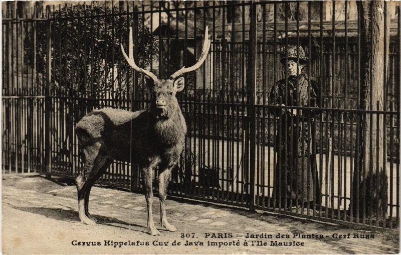 Carte postale ancienne Paris 5e Jardin des Plantes Cervus Hippelsfus à Paris 5e